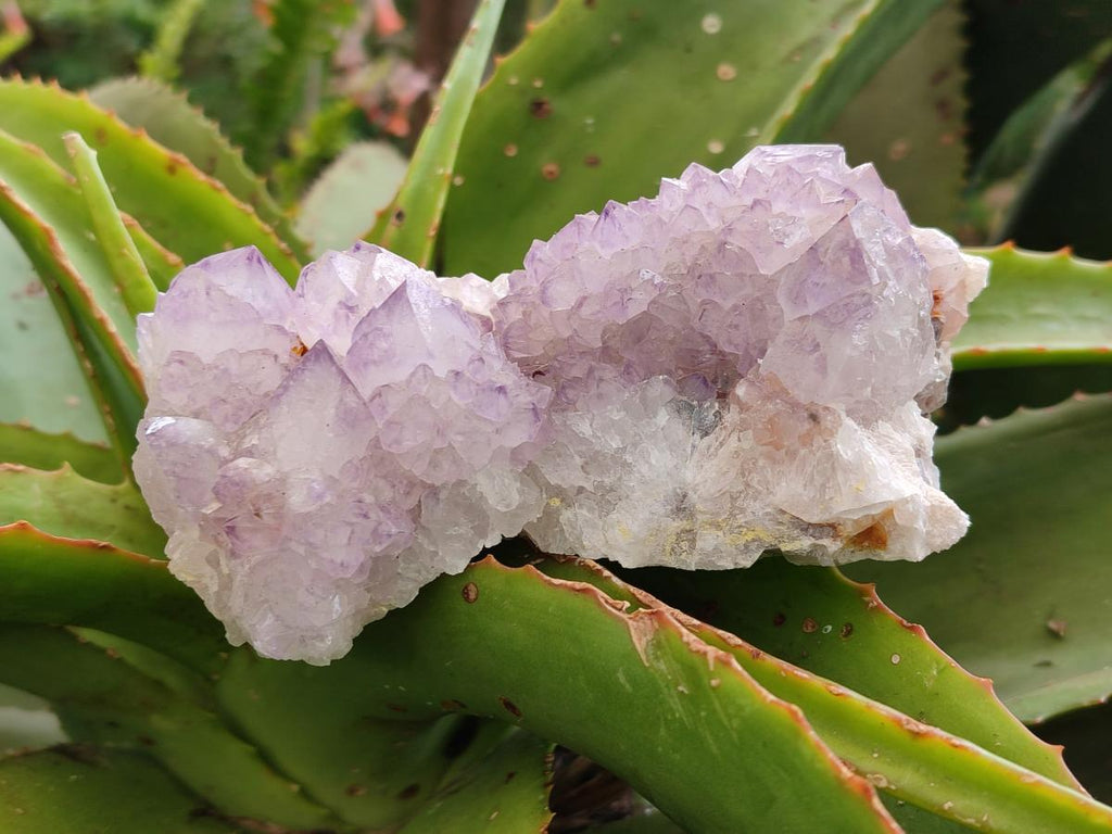 Natural Sunburst Amethyst Spirit Clusters x 2 From Boekenhouthoek, South Africa