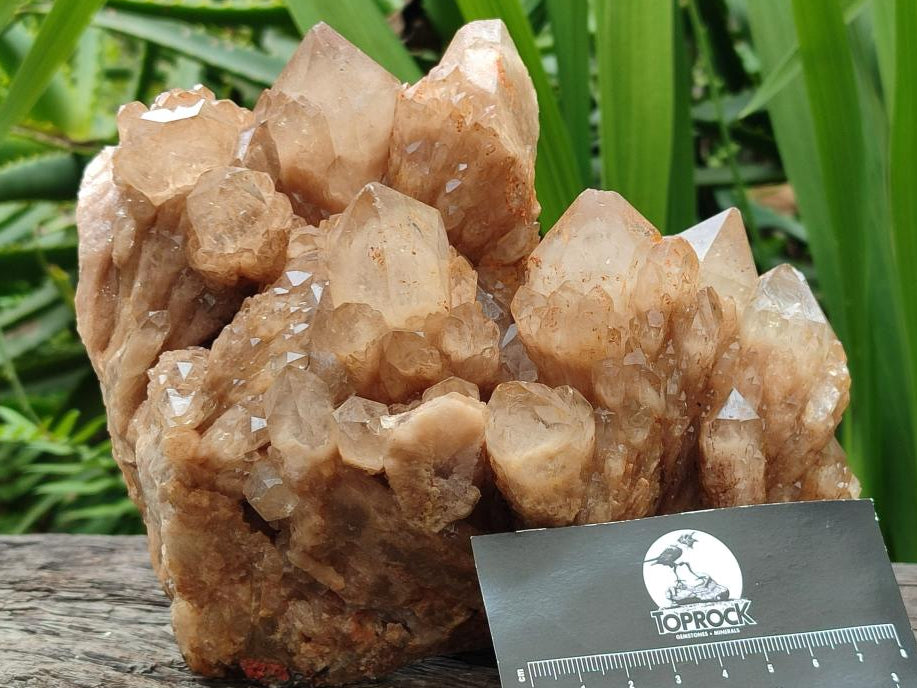 Natural Large Smokey Phantom Quartz Cluster x 1 From Luena, Congo