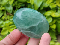 Polished Green Fluorite Palm Stone x 12 From Madagascar