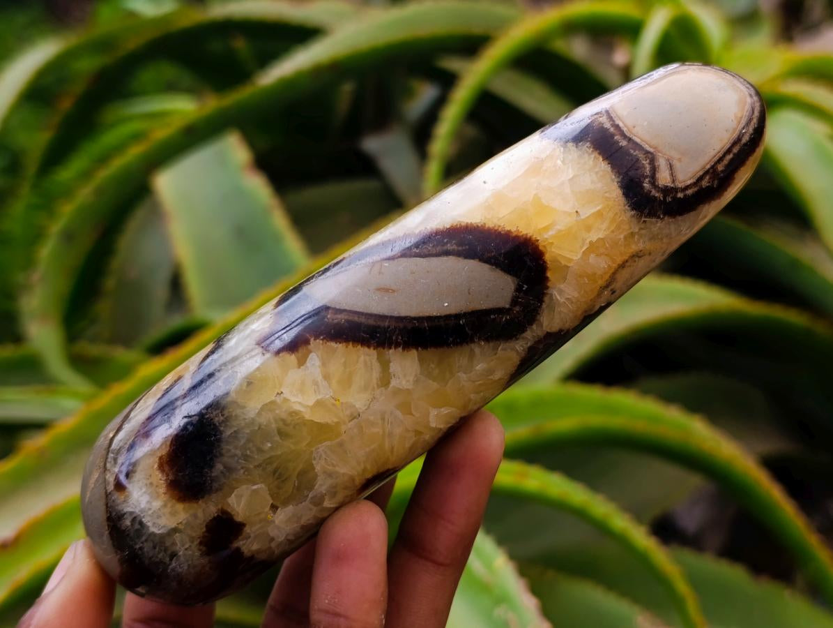 Polished Septerye Massage Wands x 5 From Mahajanga, Madagascar