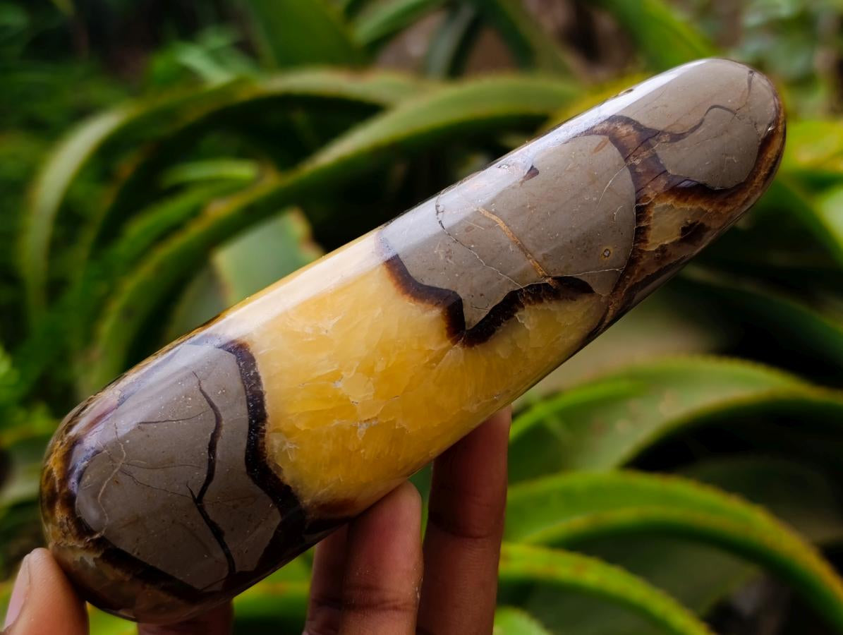 Polished Septerye Massage Wands x 5 From Mahajanga, Madagascar