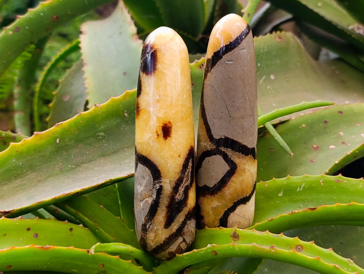 Polished Septerye Massage Wands x 5 From Mahajanga, Madagascar