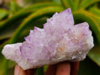 Natural Sunburst Amethyst Spirit Clusters x 6 From Boekenhouthoek, South Africa
