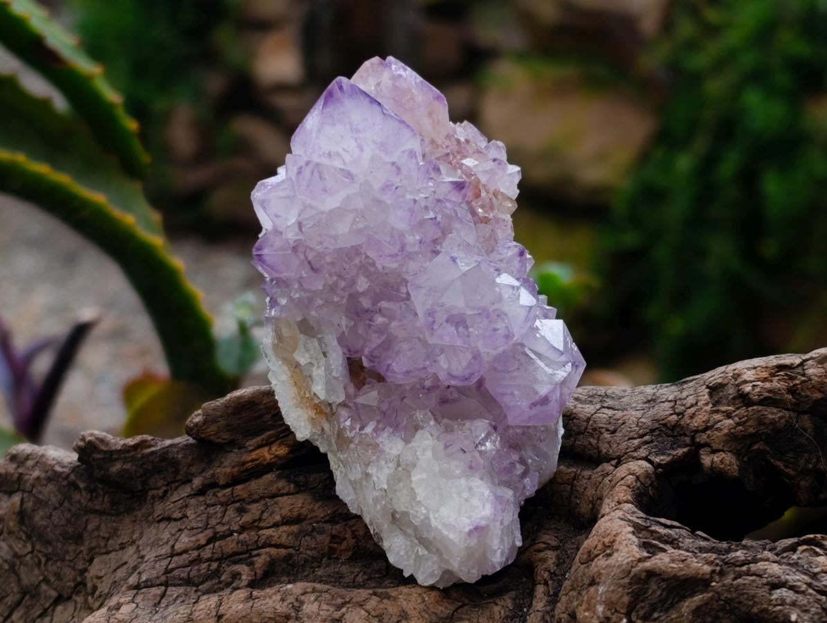 Natural Sunburst Amethyst Spirit Clusters x 6 From Boekenhouthoek, South Africa
