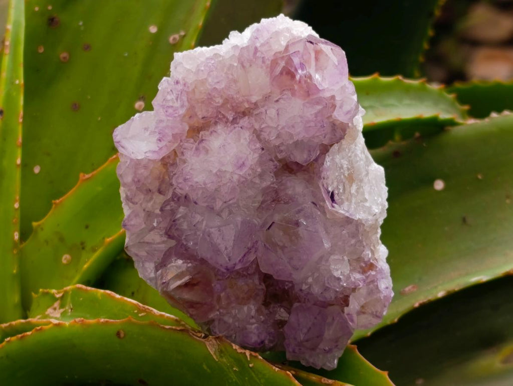Natural Sunburst Amethyst Spirit Clusters x 6 From Boekenhouthoek, South Africa