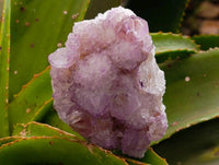 Natural Sunburst Amethyst Spirit Clusters x 6 From Boekenhouthoek, South Africa