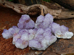 Natural Sunburst Amethyst Spirit Clusters x 6 From Boekenhouthoek, South Africa