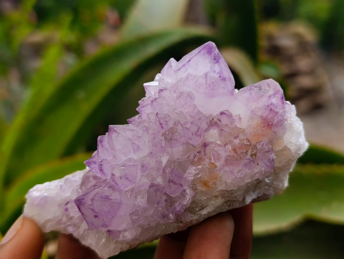 Natural Sunburst Amethyst Spirit Clusters x 6 From Boekenhouthoek, South Africa