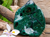 Polished Large Flower Banded Malachite Free Form x 1 From Congo