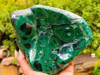 Polished Large Flower Banded Malachite Free Form x 1 From Congo