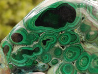 Polished Large Flower Banded Malachite Free Form x 1 From Congo