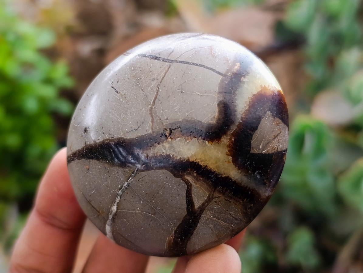 Polished Septerye Galets x 12 From Mahajanga, Madagascar