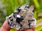 Natural Schorl Black Tourmaline Specimens x 12 From Erongo, Namibia