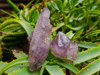 Natural Window Amethyst Crystals x 6 From Chiredzi, Zimbabwe