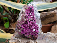 Natural Salrose Cobaltion Dolomite Specimen x 1 From Kakanda, Congo
