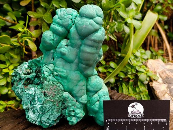 Natural XL Botryoidal Malachite Specimen x 1 From Congo