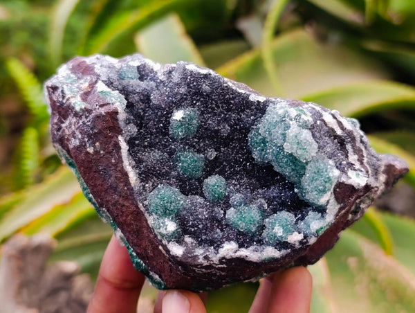 Natural Drusy Quartz Coated Ball Malachite On Dolomite Specimens x 2 From Mindingi Mine, Kambove, Congo