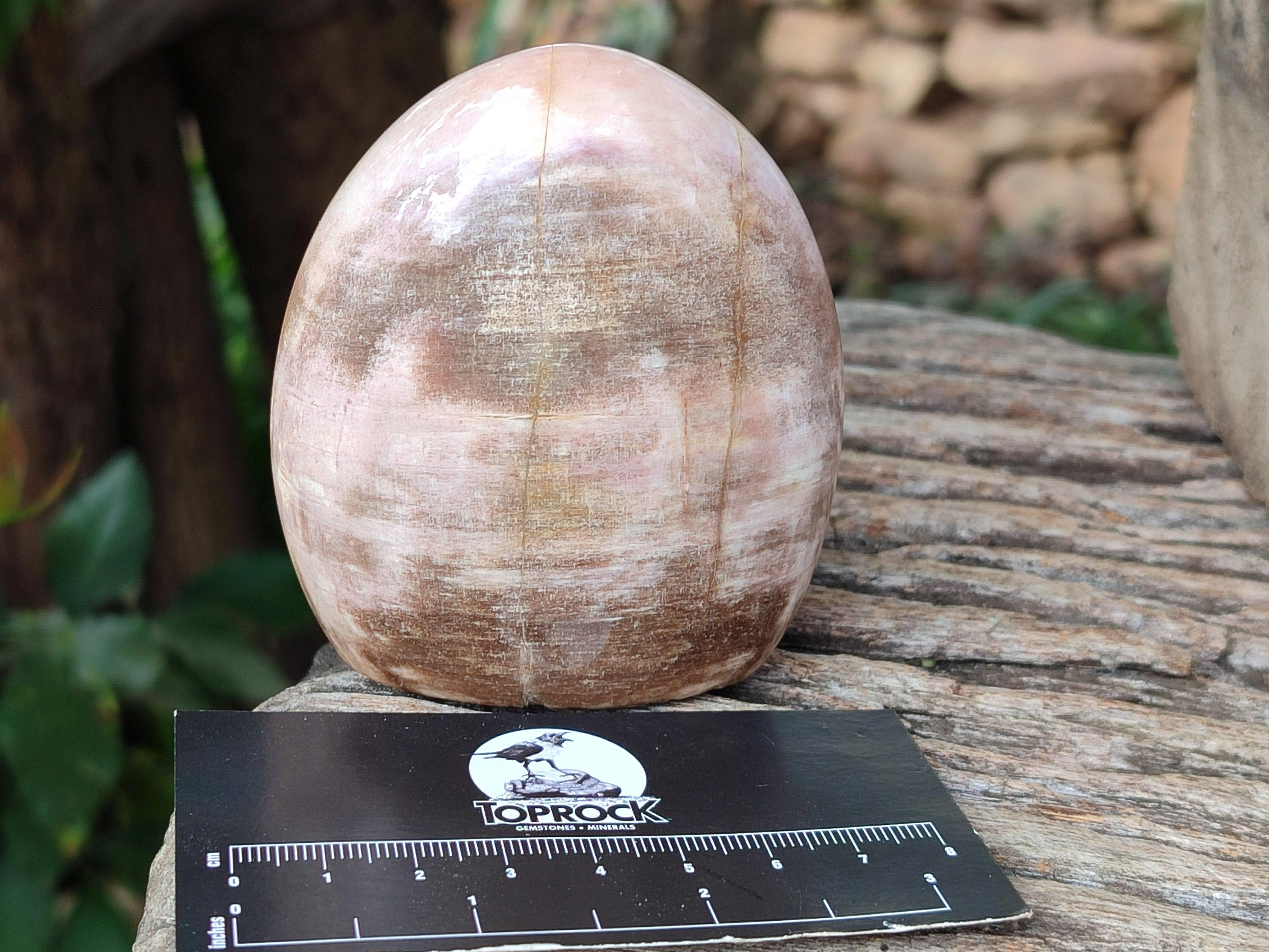 Polished Red Podocarpus Petrified Wood Standing Free Forms x 4 From Mahajanga, Madagascar