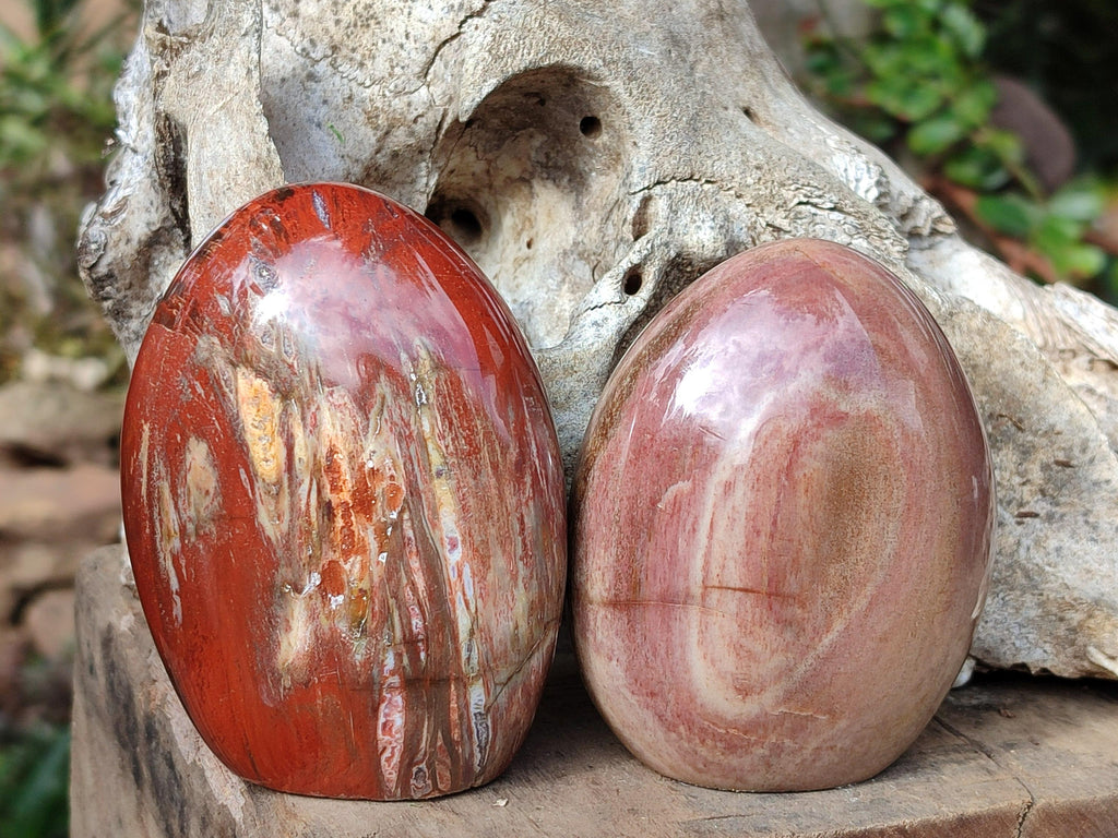 Polished Red Podocarpus Petrified Wood Standing Free Forms x 4 From Mahajanga, Madagascar