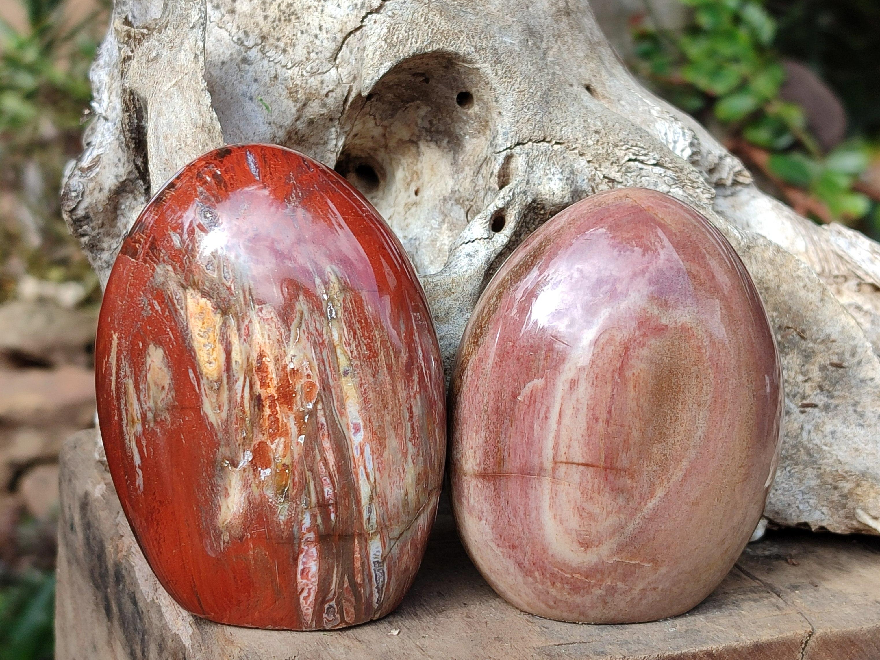 Polished Red Podocarpus Petrified Wood Standing Free Forms x 4 From Mahajanga, Madagascar