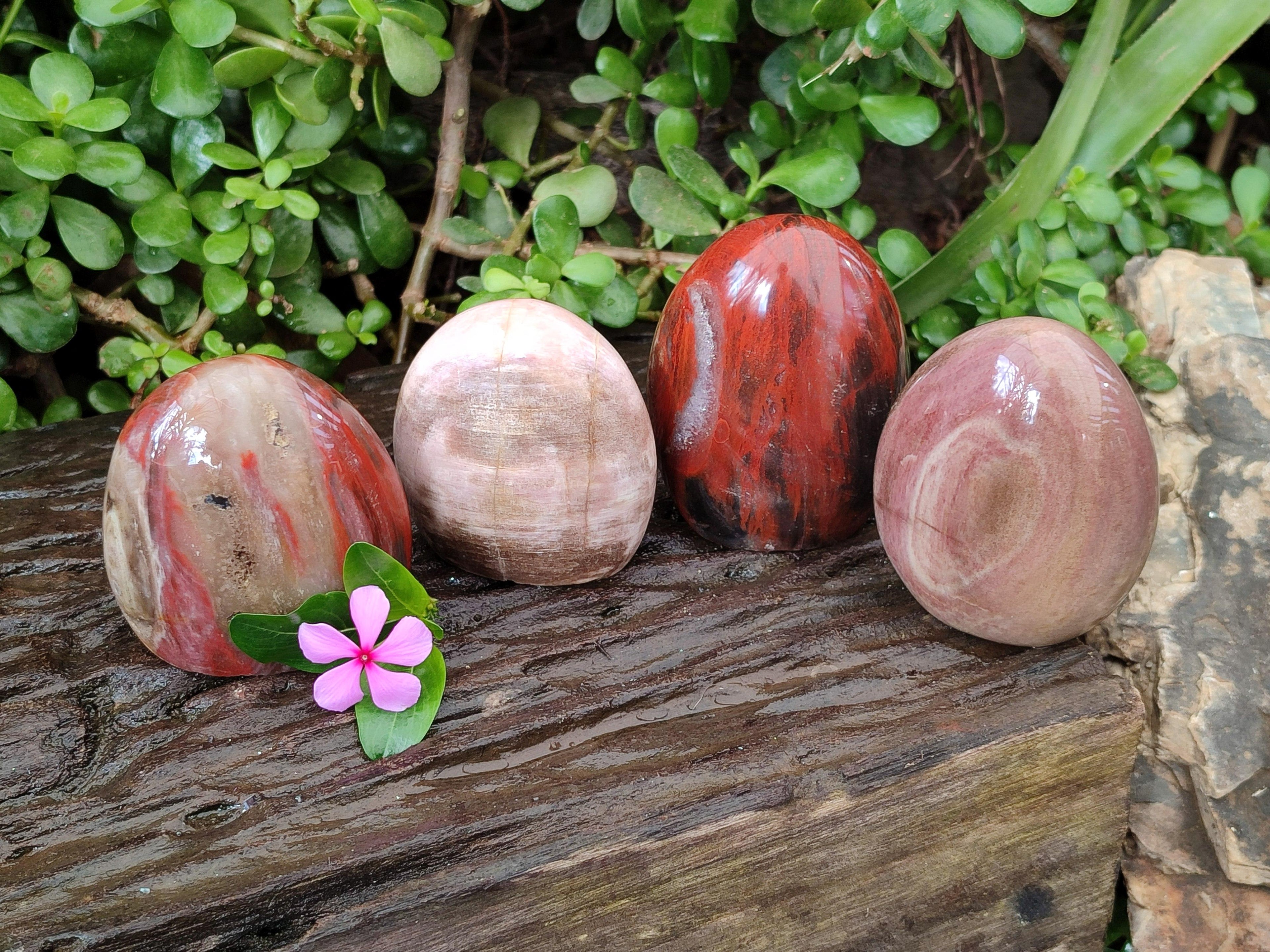 Polished Red Podocarpus Petrified Wood Standing Free Forms x 4 From Mahajanga, Madagascar