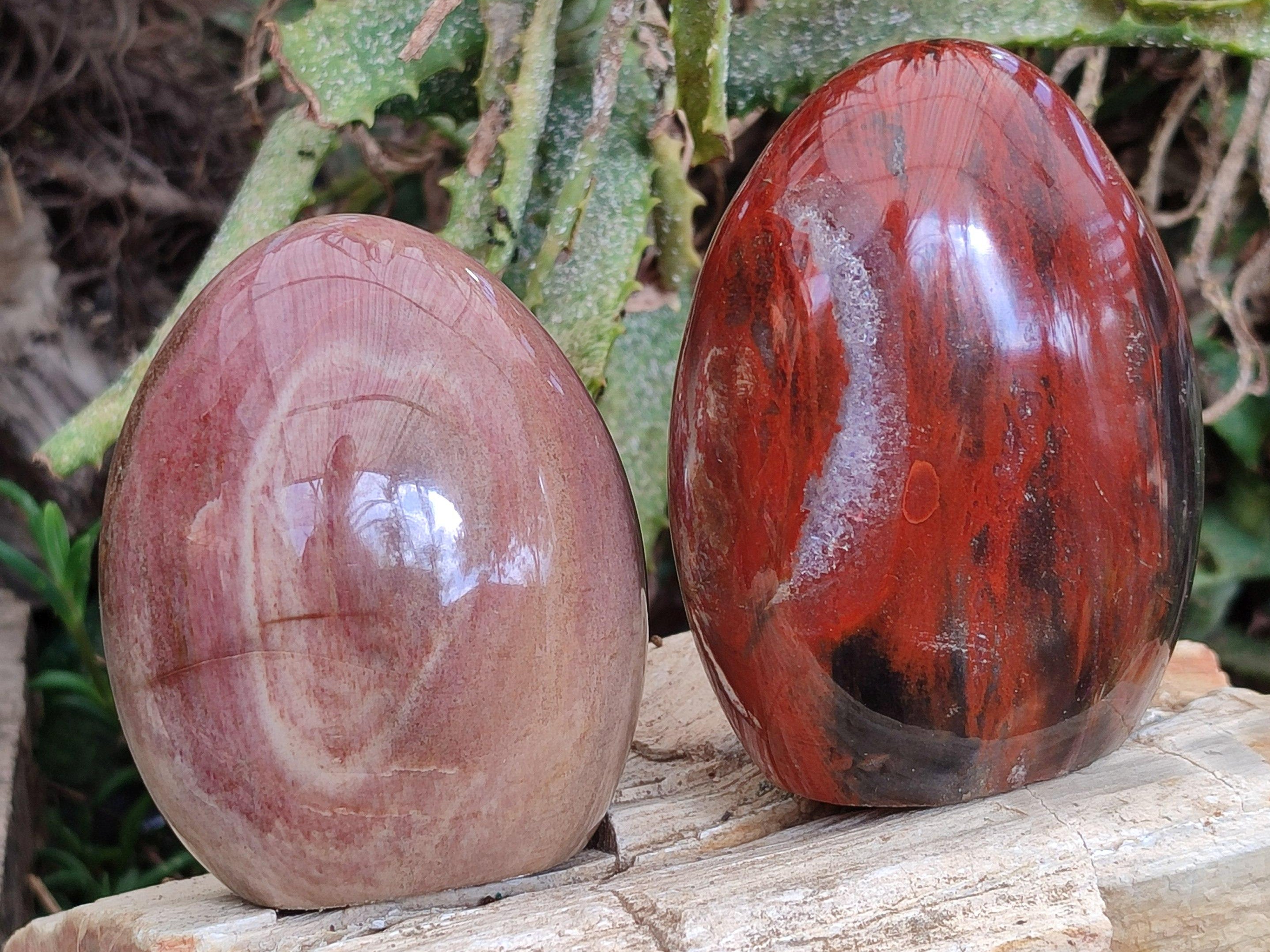 Polished Red Podocarpus Petrified Wood Standing Free Forms x 4 From Mahajanga, Madagascar