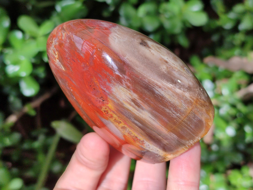 Polished Red Podocarpus Petrified Wood Standing Free Forms x 4 From Mahajanga, Madagascar