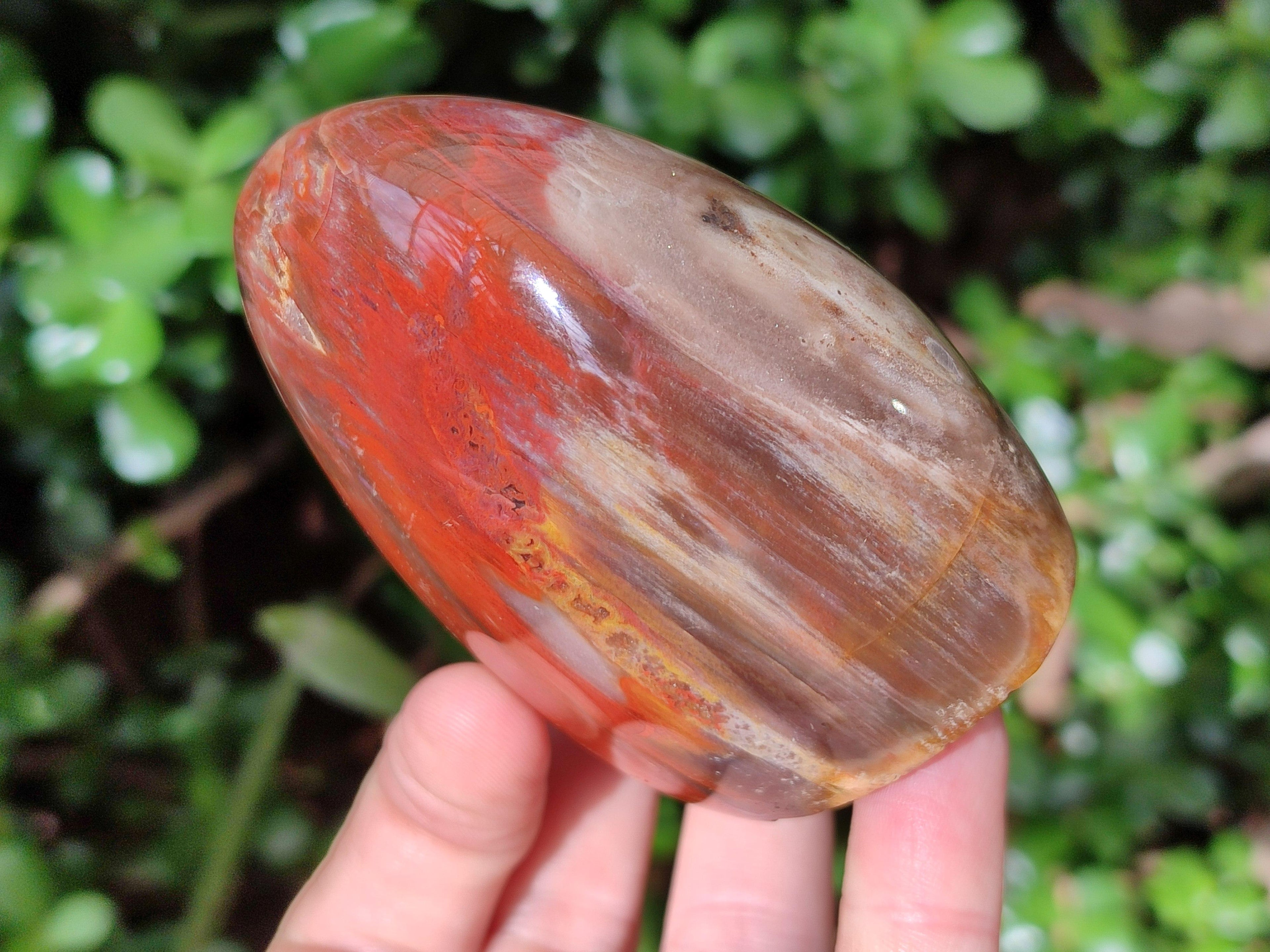 Polished Red Podocarpus Petrified Wood Standing Free Forms x 4 From Mahajanga, Madagascar