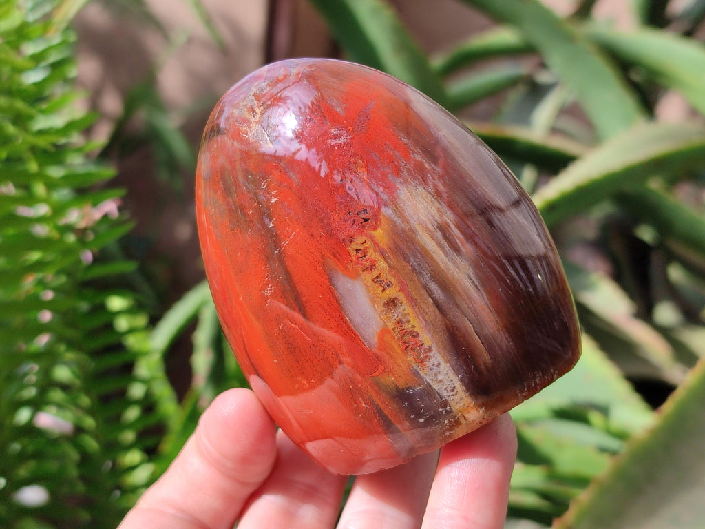 Polished Red Podocarpus Petrified Wood Standing Free Forms x 4 From Mahajanga, Madagascar