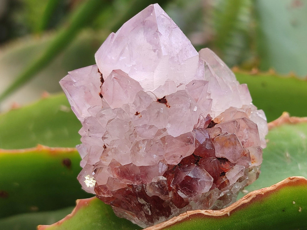 Natural Sunburst Amethyst Spirit Clusters x 20 From Boekenhouthoek, South Africa
