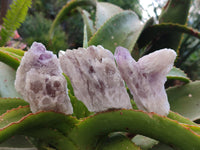 Natural Sugar Amethyst Clusters x 12 From Zambia