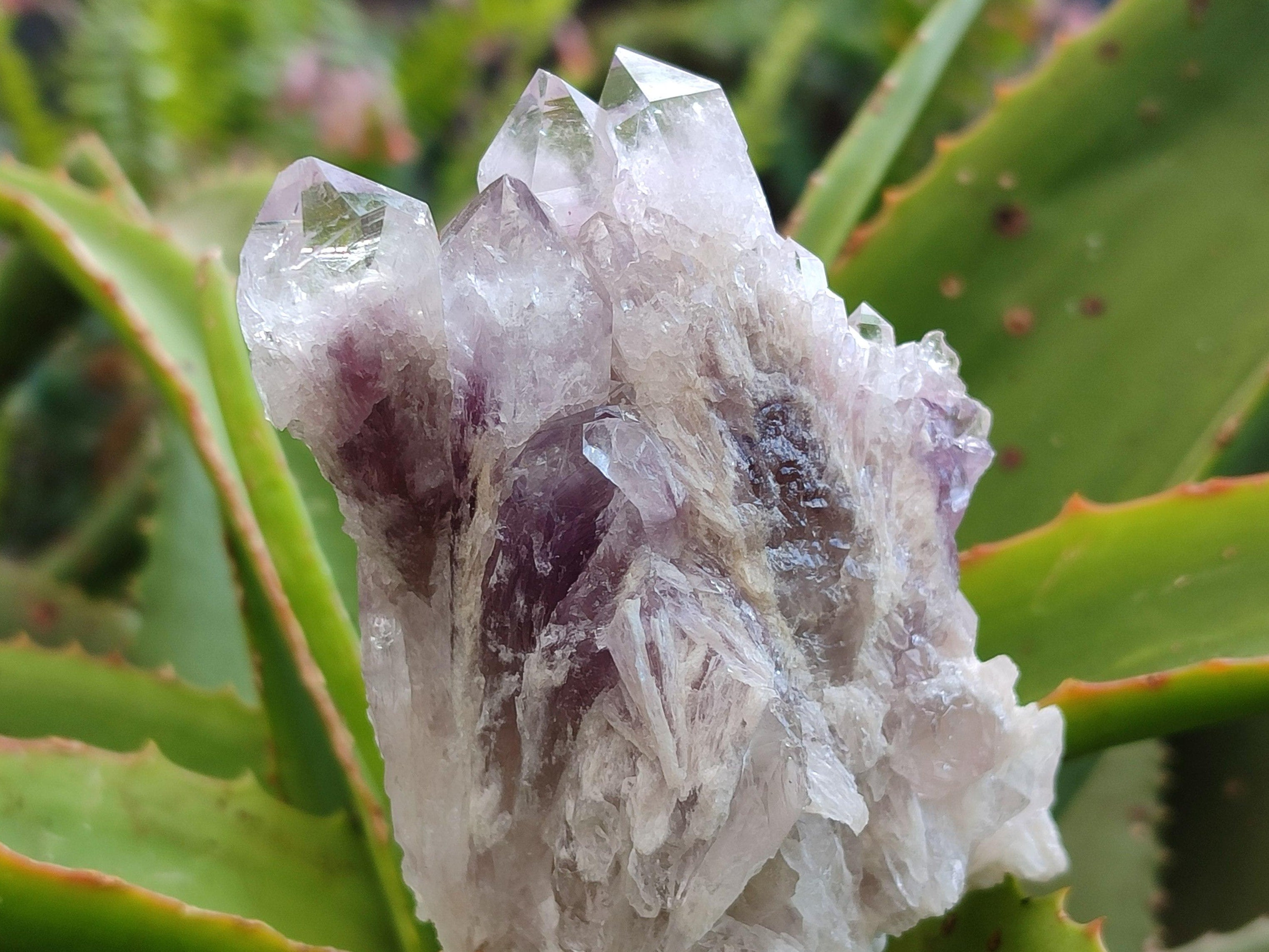 Natural Sugar Amethyst Clusters x 12 From Zambia