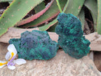 Polished On One Side Silky Malachite Specimens x 2 From Kasompe, Congo
