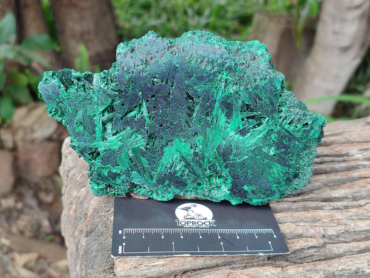 Polished On One Side Silky Malachite Specimens x 2 From Kasompe, Congo
