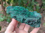 Polished On One Side Silky Malachite Specimens x 2 From Kasompe, Congo