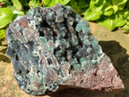 Natural Drusy Quartz Coated Ball Malachite On Dolomite Specimen x 1 From Mindingi Mine, Kambove, Congo