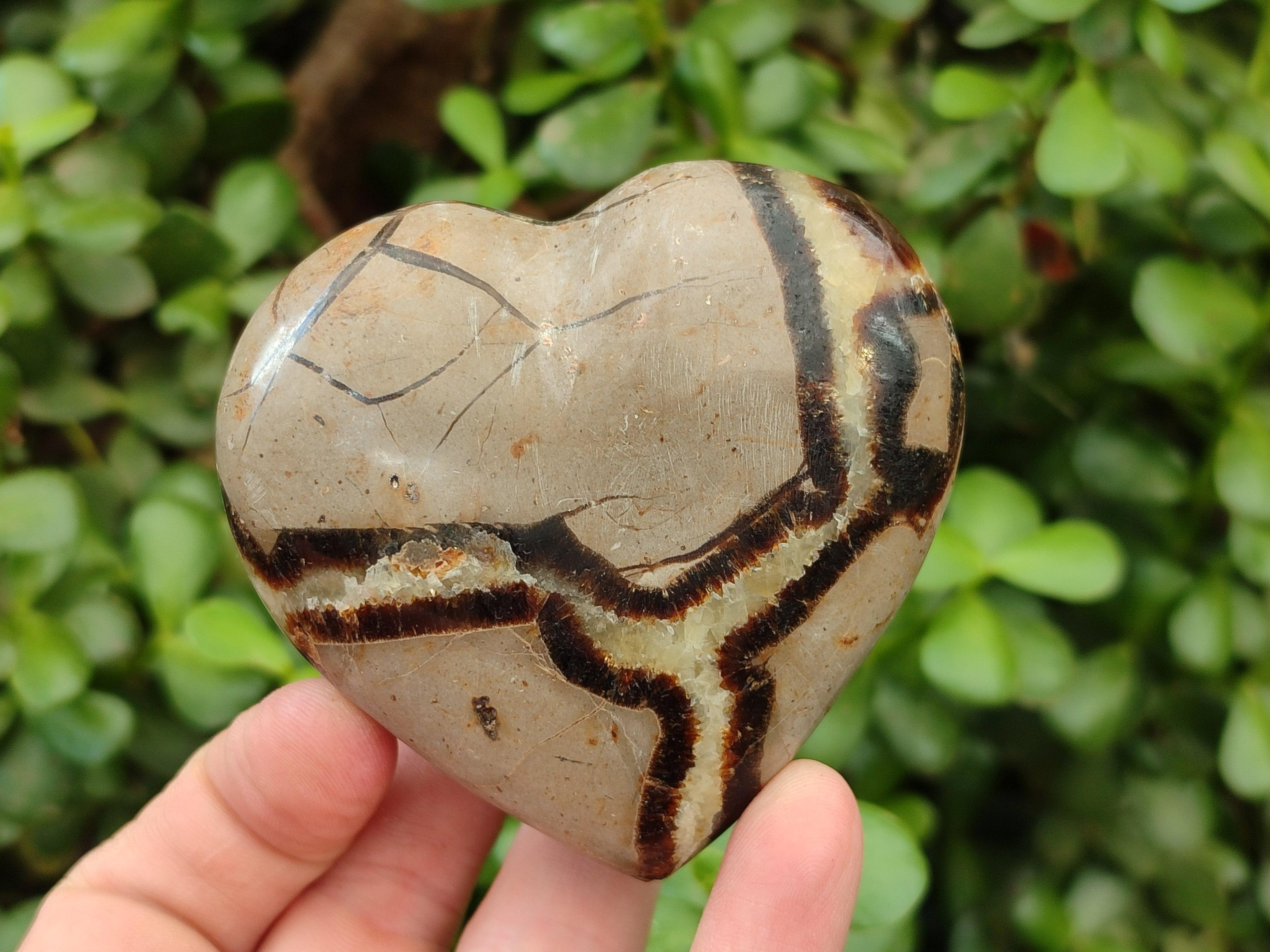 Polished Septerye Hearts x 6 From Mahajanga, Madagascar