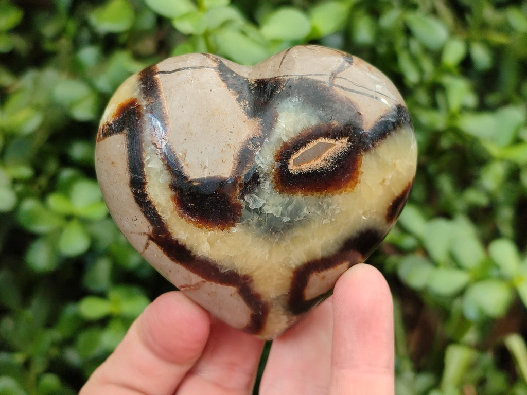 Polished Septerye Hearts x 6 From Mahajanga, Madagascar