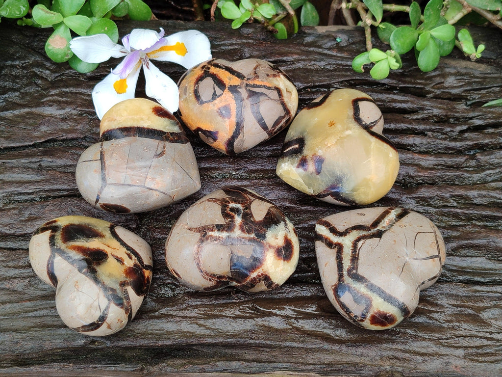 Polished Septerye Hearts x 6 From Mahajanga, Madagascar