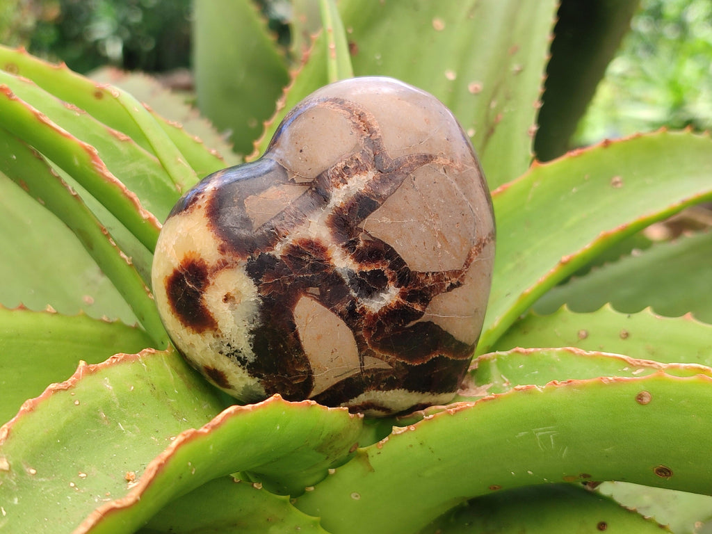 Polished Septerye Hearts x 6 From Mahajanga, Madagascar