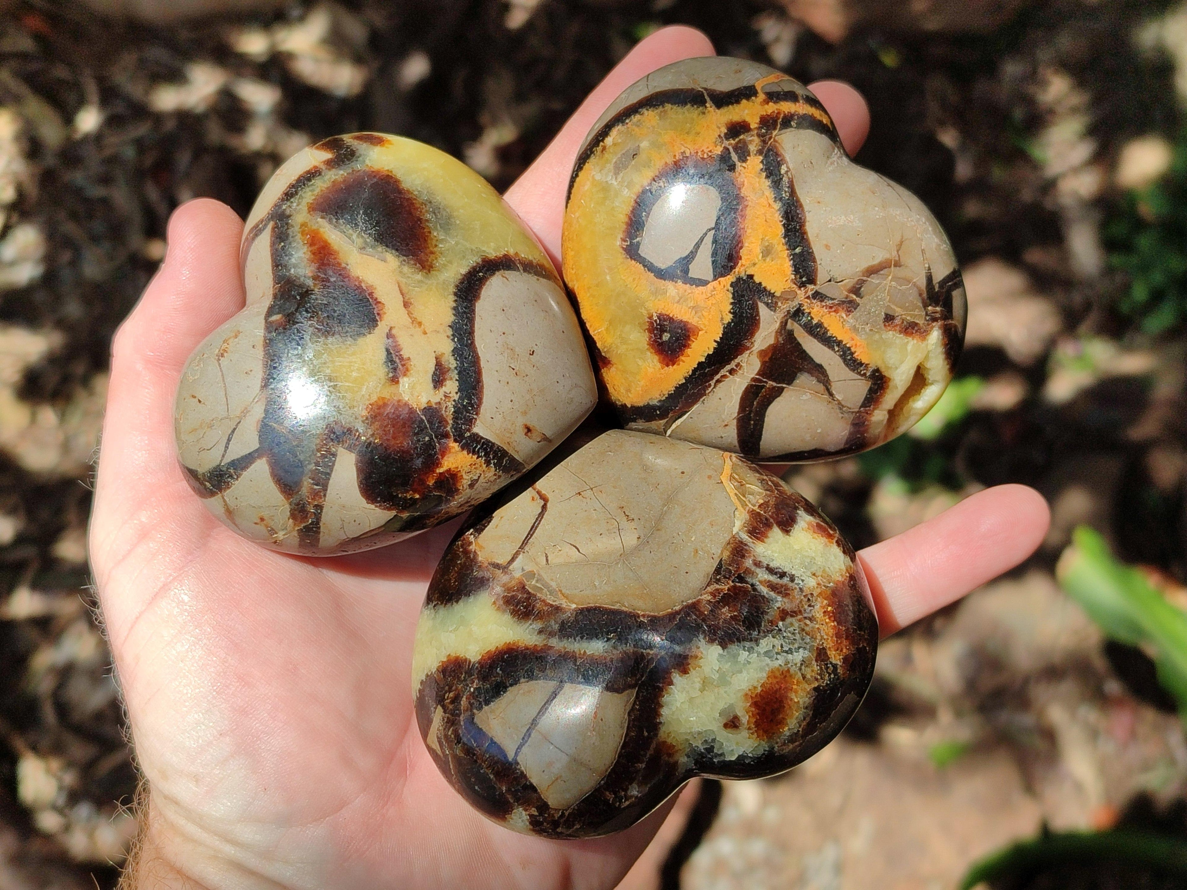 Polished Septerye Hearts x 6 From Mahajanga, Madagascar