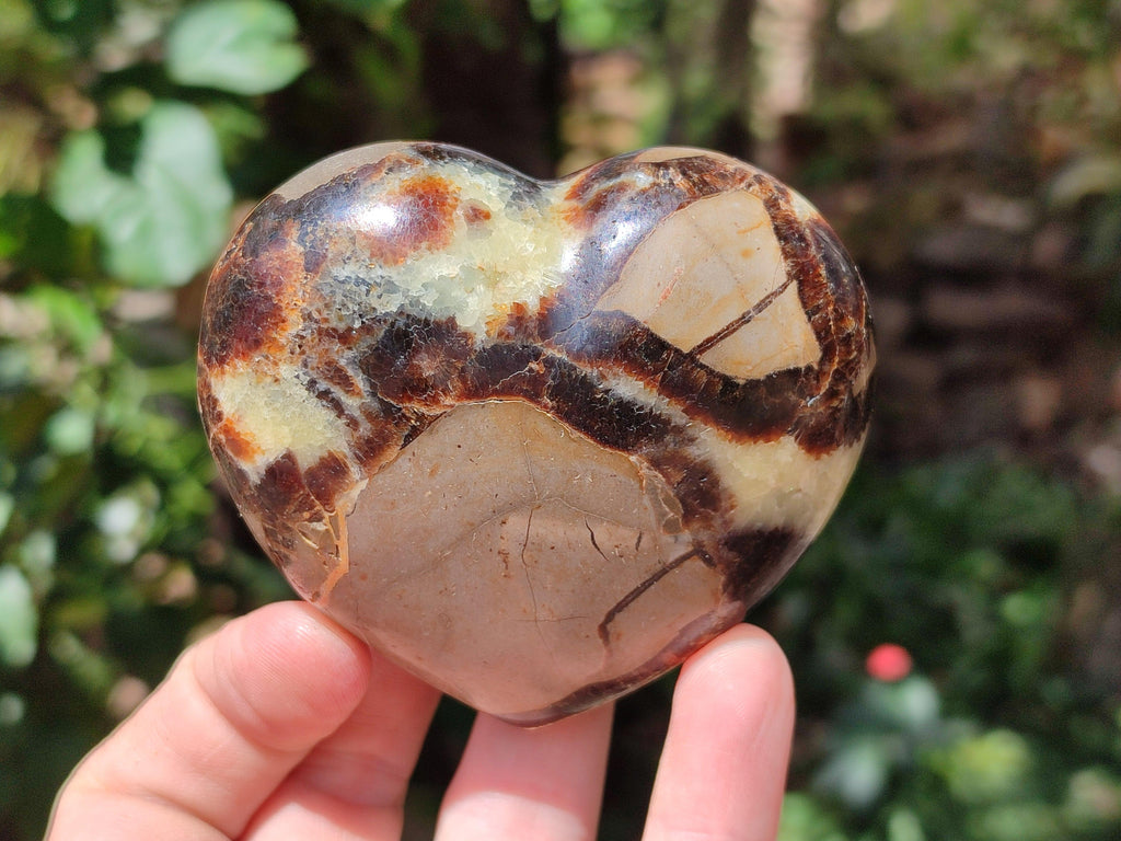 Polished Septerye Hearts x 6 From Mahajanga, Madagascar
