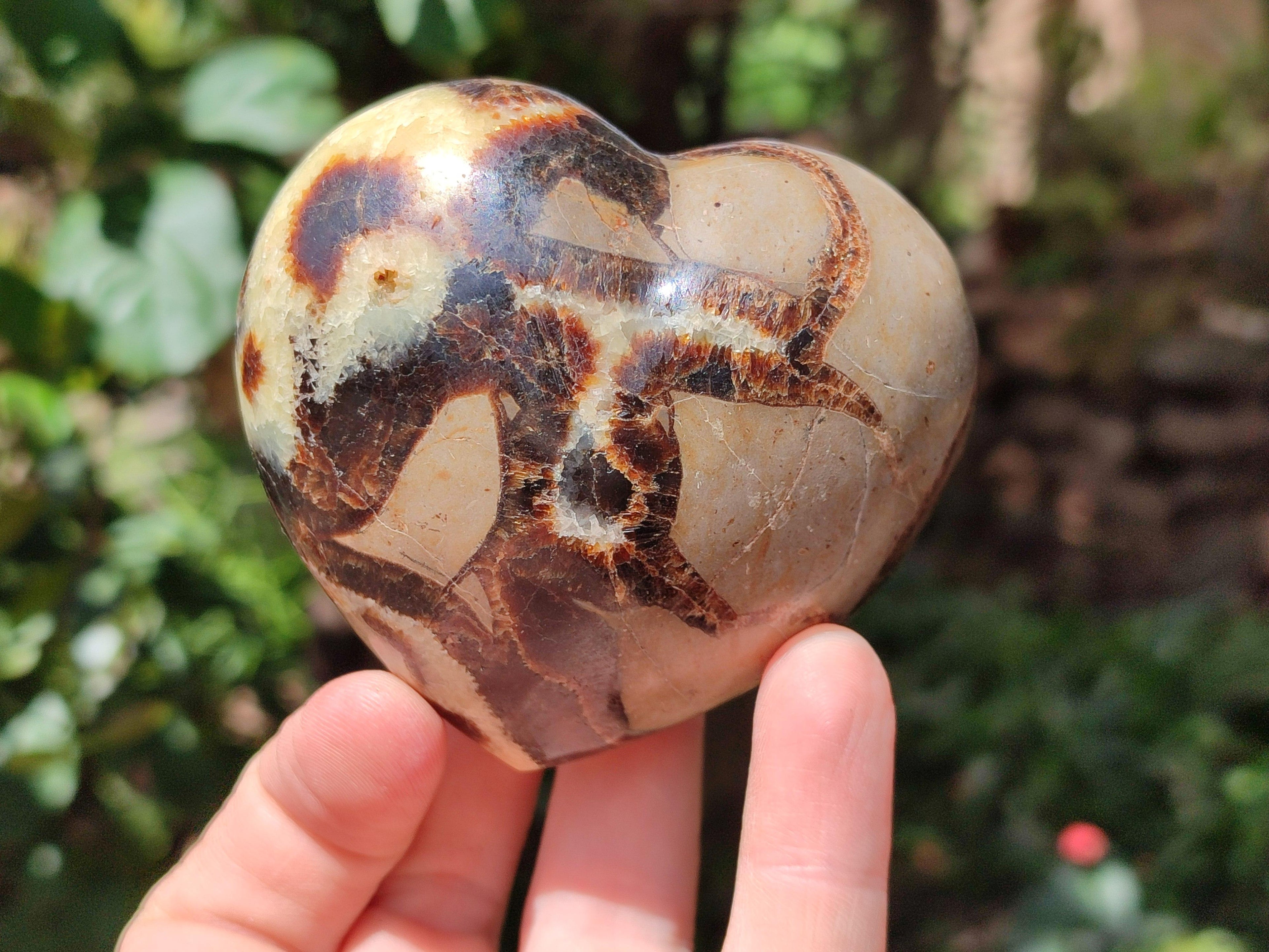 Polished Septerye Hearts x 6 From Mahajanga, Madagascar