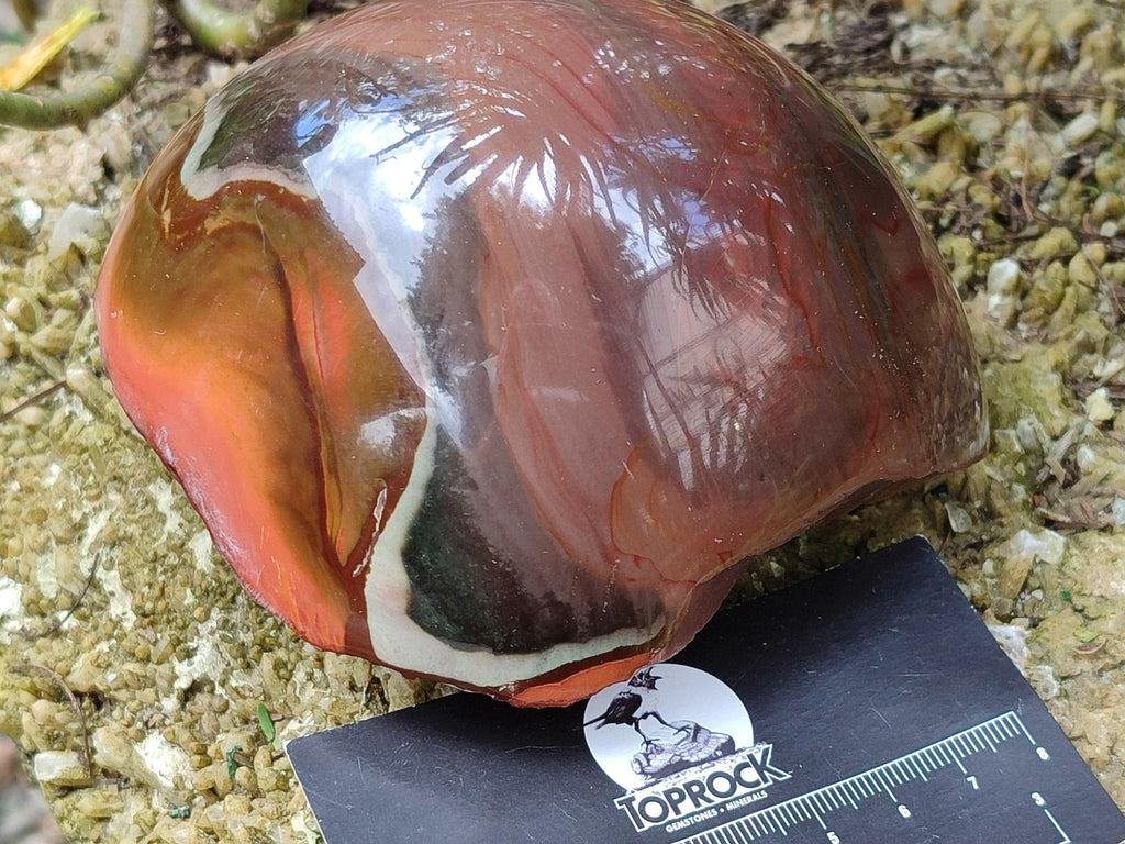 Polished On One Side Polychrome Jasper Nodules x 2 From NW Coast, Madagascar