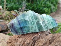 Polished On One Side Watermelon Fluorite Slices x 3 From Uis, Namibia
