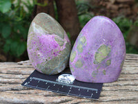 Polished Stichtite Standing Free Forms x 3 From Barberton, South Africa
