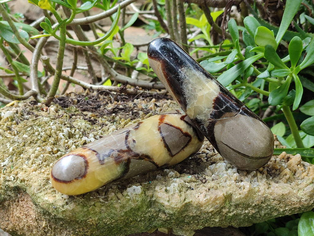 Polished Septerye Massage Wands x 6 From Mahajanga, Madagascar