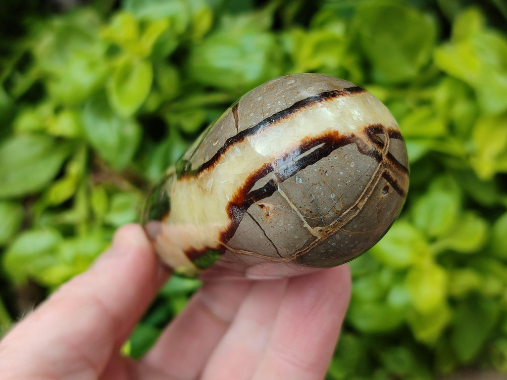 Polished Septerye Massage Wands x 6 From Mahajanga, Madagascar