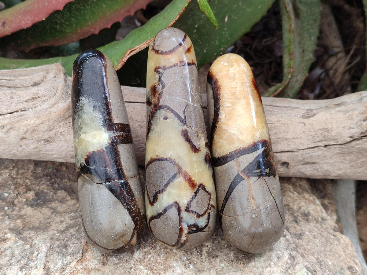 Polished Septerye Massage Wands x 6 From Mahajanga, Madagascar