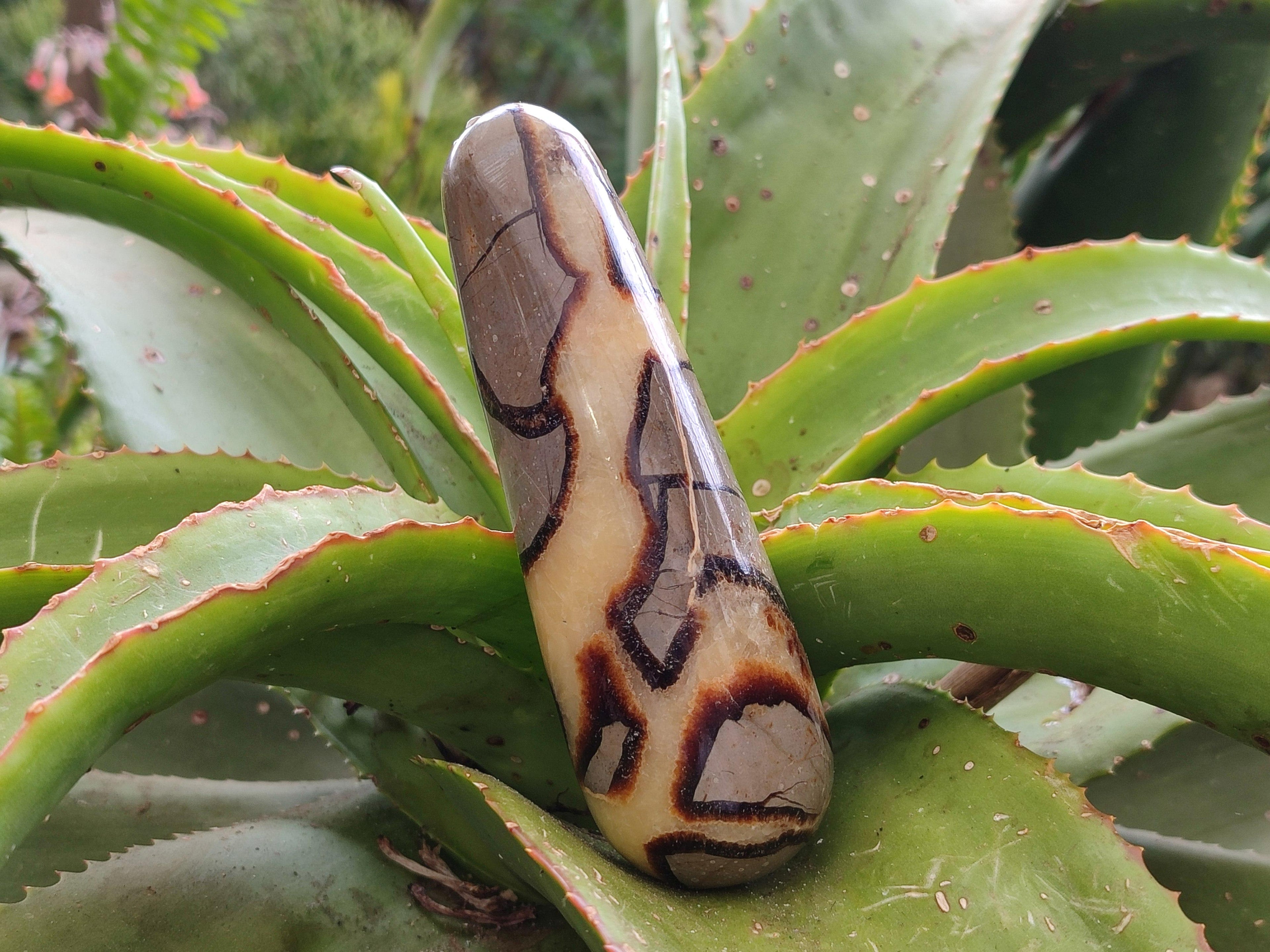 Polished Septerye Massage Wands x 6 From Mahajanga, Madagascar